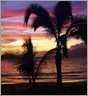 Palm Tree